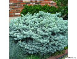 Ель колючая Глаука Глобоза фото растения красовский-сад.рф