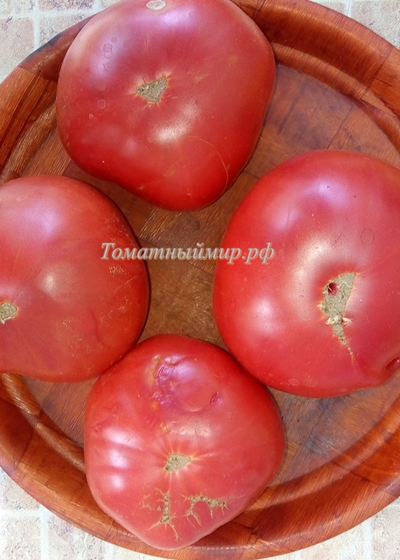 Томат Дикая роза