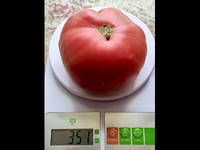 Томат Подземная железная дорога тётушки Лу (Aunt Lou’s Underground Railroad)