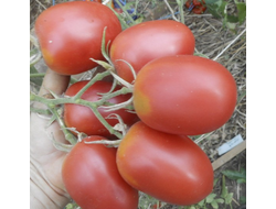 Томат Мархотская кисть (Мархотское гроно)