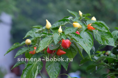 Перец полуострый Клубничка (10 шт)