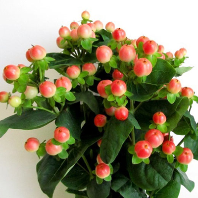 Силиконовый молд "Гиперикум "