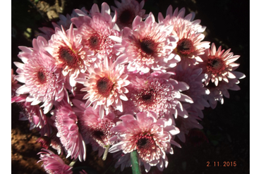 PUMA PINK.
Интродукция НБС-ННЦ