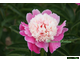 Paeonia Cora Stubbs (Кора Стаббс)
