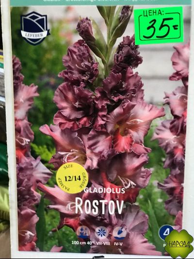ГЛАДИОЛУС ROSTOV 1 шт