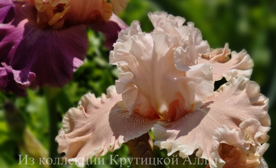 Ирис Hello Romance