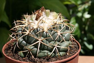 Coryphantha Elephantides