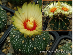 Astrophytum asterias f.Llera Х A.senile v.aureum - 5 семян