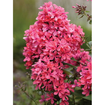 Флокс Клеопатра (Cleopatra)