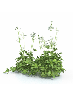 цветы Астранция крупная 01 04