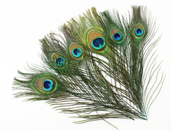Перо павлина