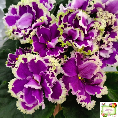 ЕК-Малахитовая Орхидея (Е. Коршунова) 2012 г.