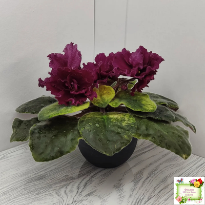 ЕК-Жара (Е. Коршунова) 2018 г.