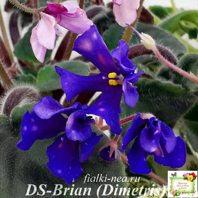 DS-Brian (Dimetris) 2014 г. (пестролистная бастл-листва)