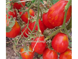 Томат Бешеная полосатая груша (Stripearanoid, США)