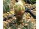 Gymnocalycium bayrianum Tom 326 (D=35 мм)