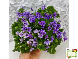 Biscayne Trail (S.Williams) трейлер