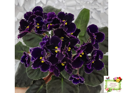 Mac's Black Pearl (G.McDonald) (лист посажен 01.11.25)