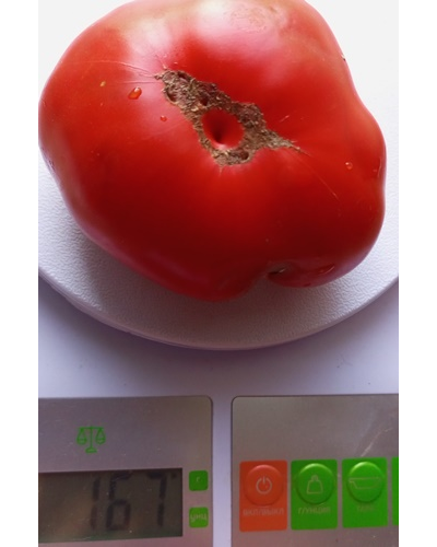 Томат Гном Танунда Ред (Dwarf Tanunda Red)