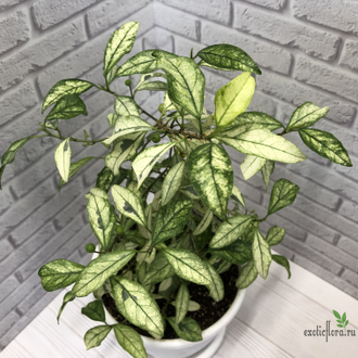 Ficus Diversifolia Splash / фикус диверсифолия сплеш