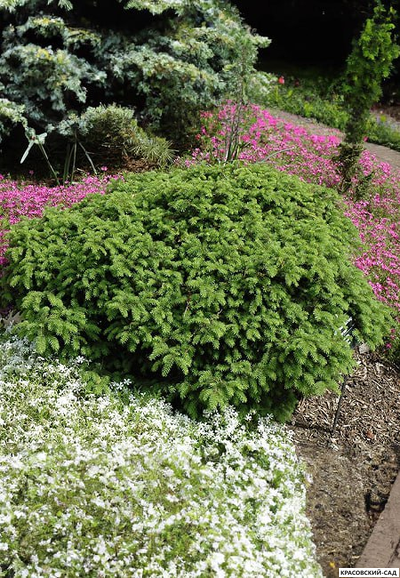 Ель обыкновенная Элеганс - фото в саду - красовский-сад.рф