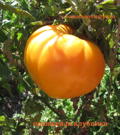 Томат Оранжевая клубника (Orange Strawberry)