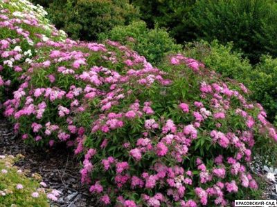 Спирея Криспа - Crispa