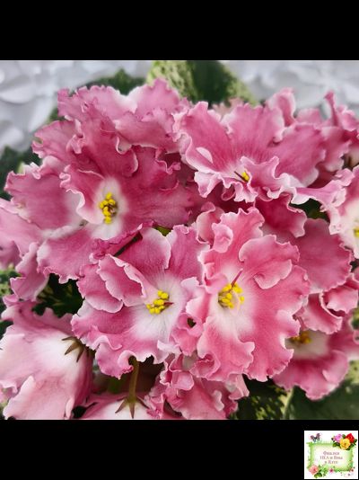 НД-Морковка (Н. Данилова-Суворова) 2021 г. (лист посажен 26.02.26)