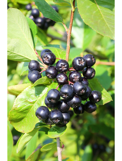 АРОНИЯ (Рябина черноплодная)