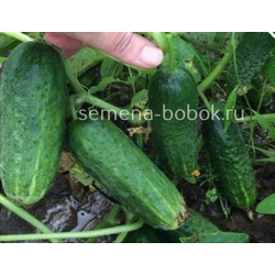 Огурец Отелло  F1 (5 шт)