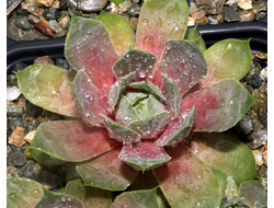 Sempervivum 'MOUNT USHER' - розетка