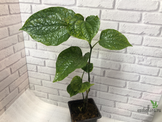 Piper sp. / Перчик природный крупнолистный