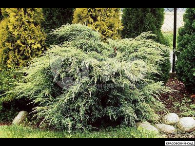 Можжевельник Холгер - Holger