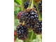 Ежевика  Блэк Мэджик