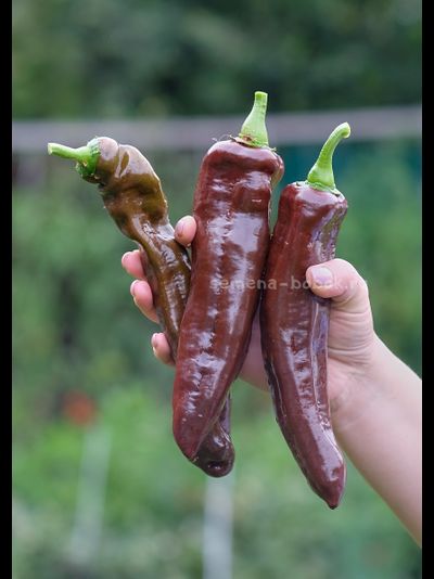 Перец сладкий Spitzpaprika Chocolate (Шпицпаприка Чоколейт), 10 шт