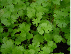 Кориандр (Coriandrum sativum), лист, Крым (5 мл) - 100% натуральное эфирное масло