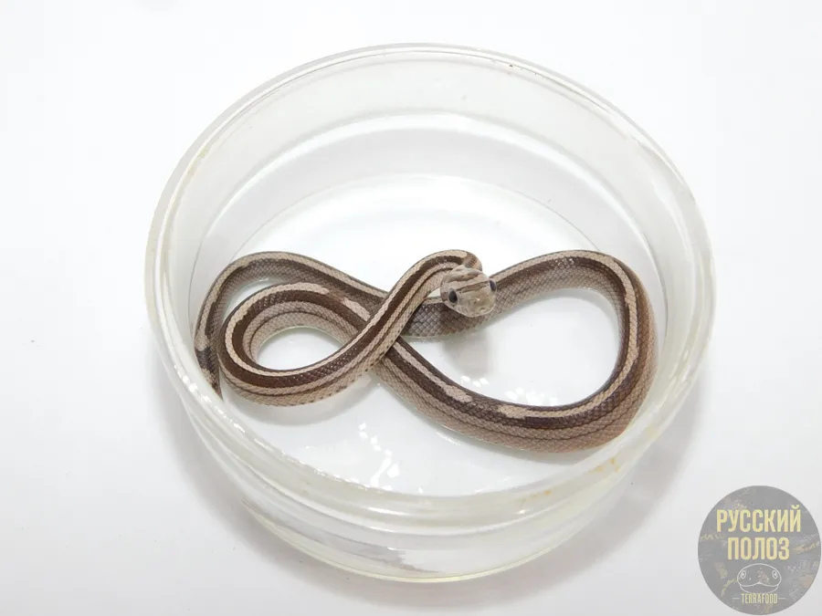 Полоз маисовый 