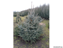 Ель колючая Глаука - фотография в питомнике - красовский-сад.рф