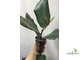 Ficus Velutina / Фикус Велюр