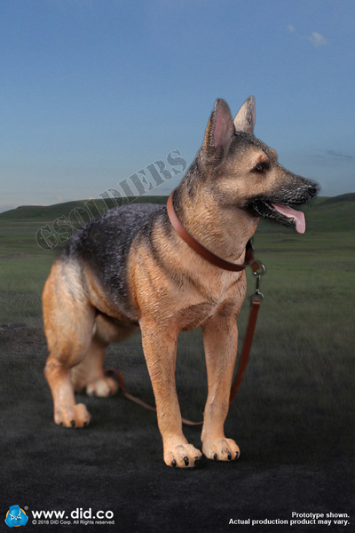 Немецкая овчарка - Коллекционная ФИГУРКА 1/6 scale German Shepherd (AS003) - DID