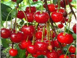 Норд стар(вишня)