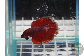 Петушок, Бойцовая рыбка, Betta splendens