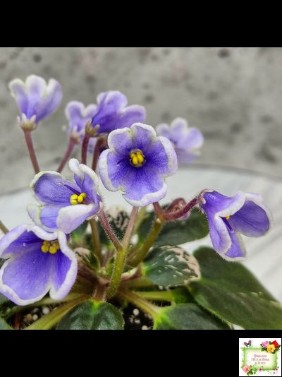 Н-Лесной Родник (Н. Бердникова) 2015 (детка-стартер)