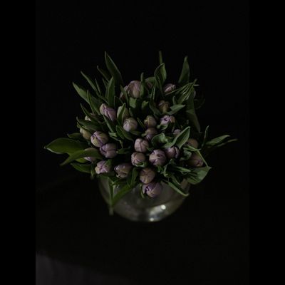 Тюльпаны пионовидные 25 шт