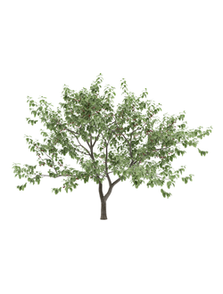 плодовые Вишня мелкопильчатая 2