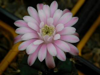 Gymnocalycium damsii ssp.evae v.boosii STO 1711 - 5 семян