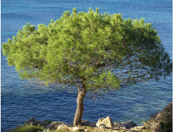 Сосна приморская (Pinus pinaster) - 100% натуральное эфирное масло
