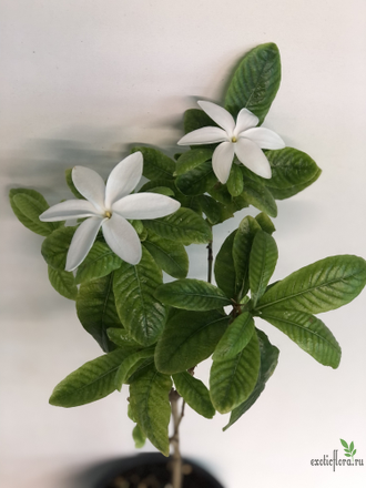 Гардения Scabrella