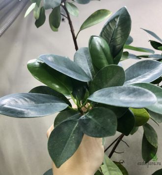 Ficus Microcarpa "Moclame" / фикус ретуза моклейм