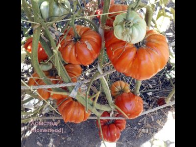 Томат Хоумстед (Homestead)